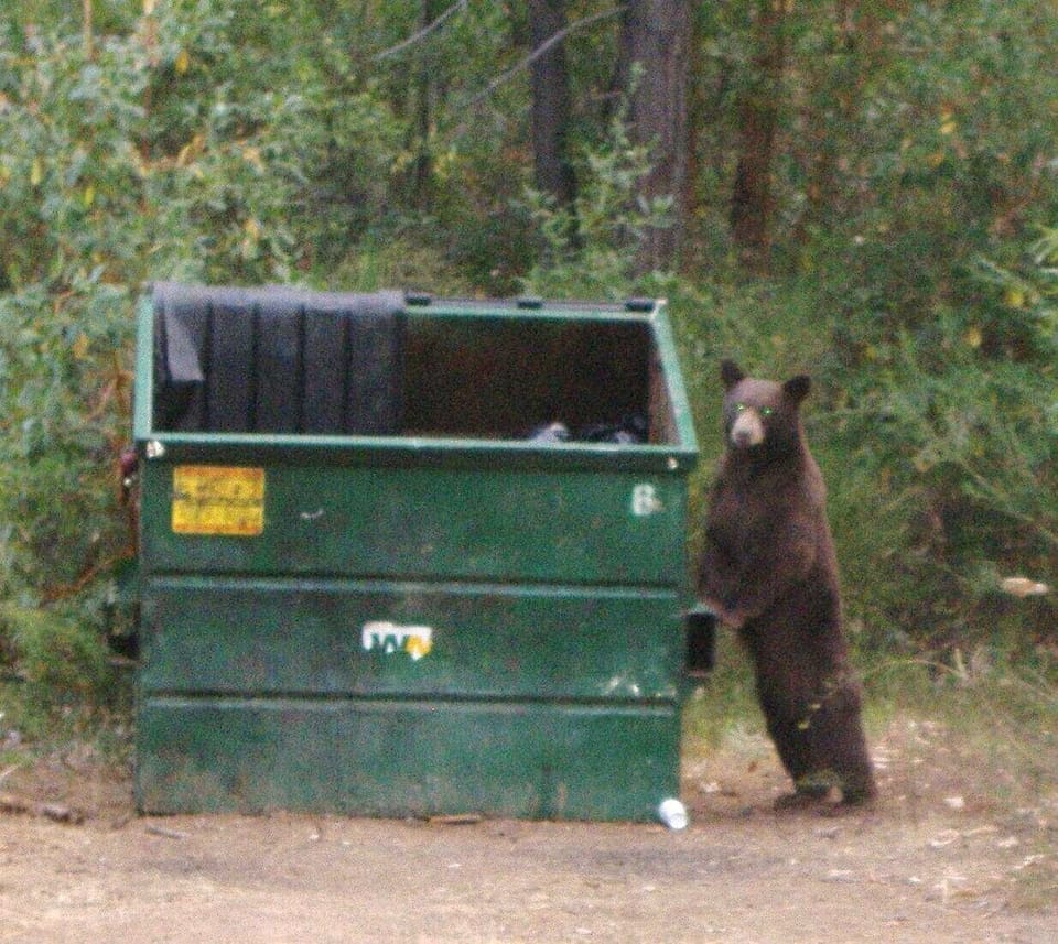 Bear munching at the dumpster