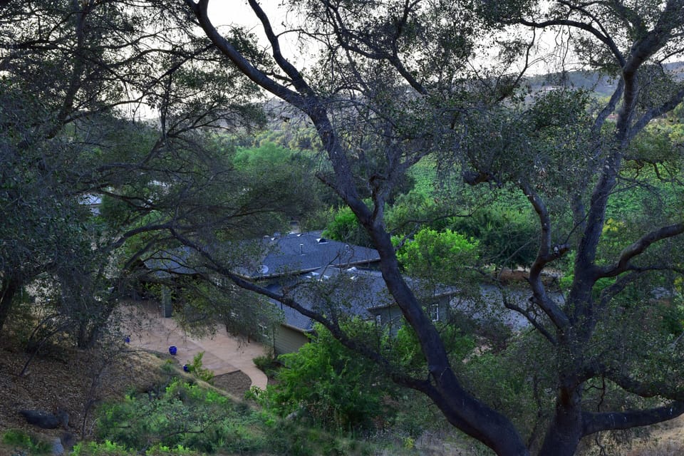 View thru the Oak trees from the trail.

