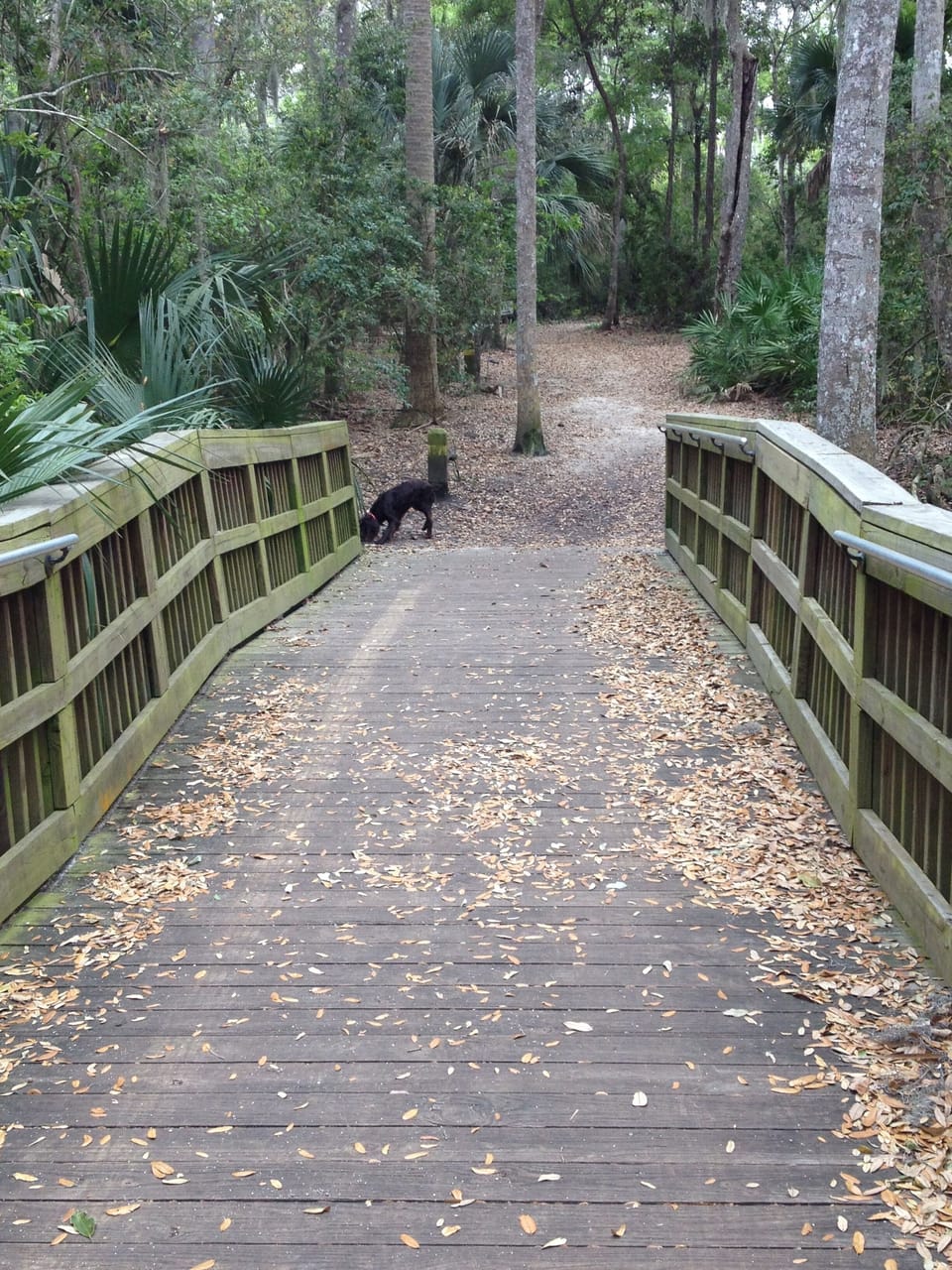 A very nice walking trail nearby. Cradle Creek