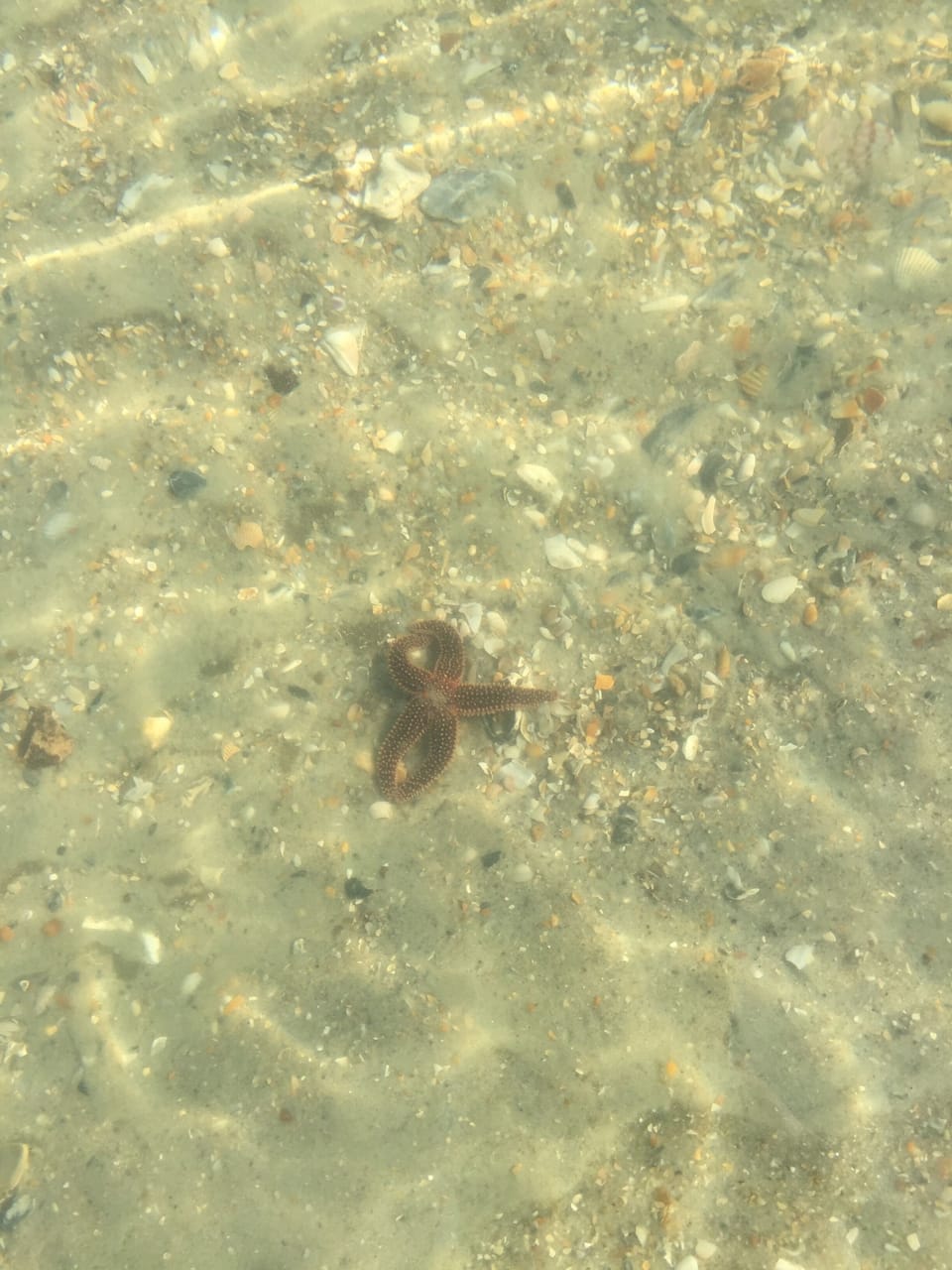 Live Starfish