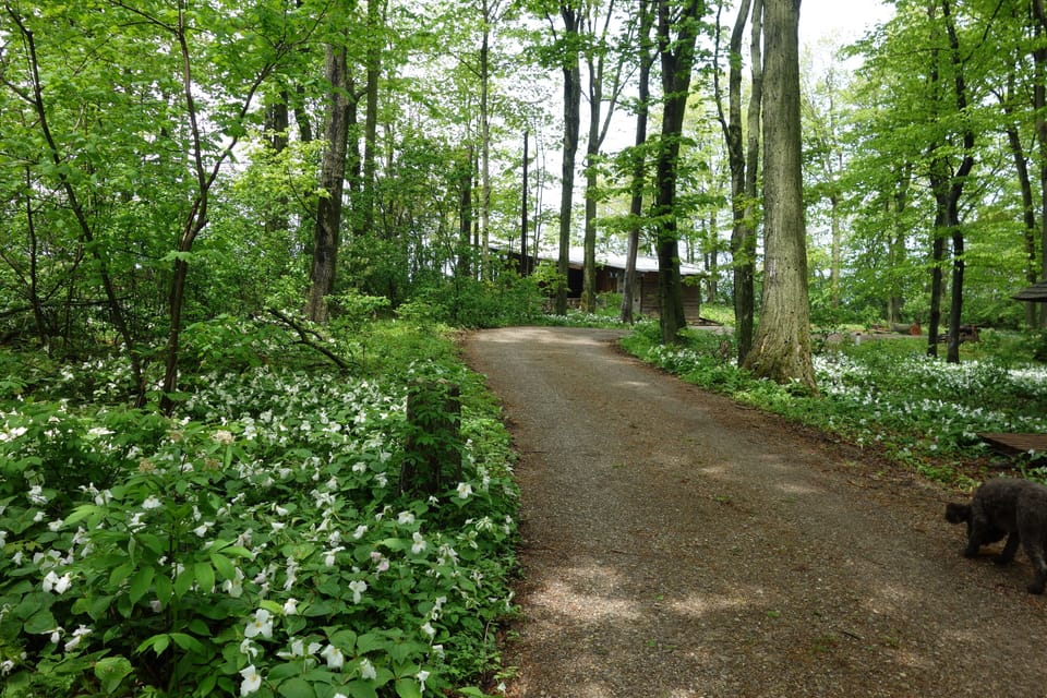 Trillium carpet in the spring