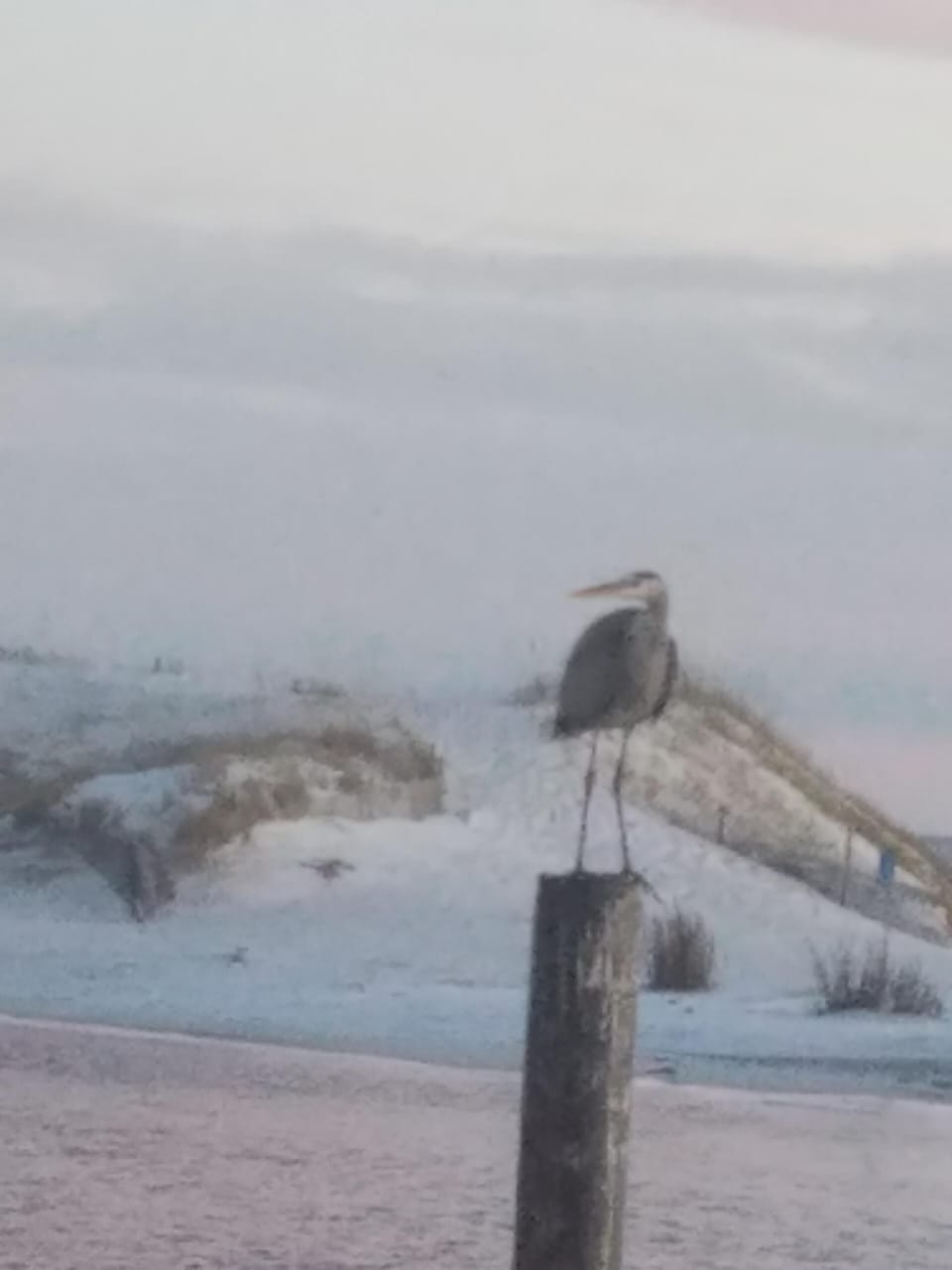 Don't be surprised when you see pelicans or even dolphins