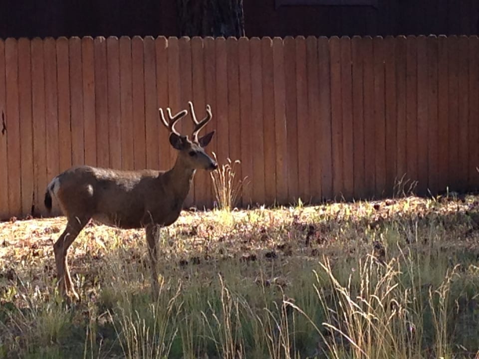 Just another day in Truckee