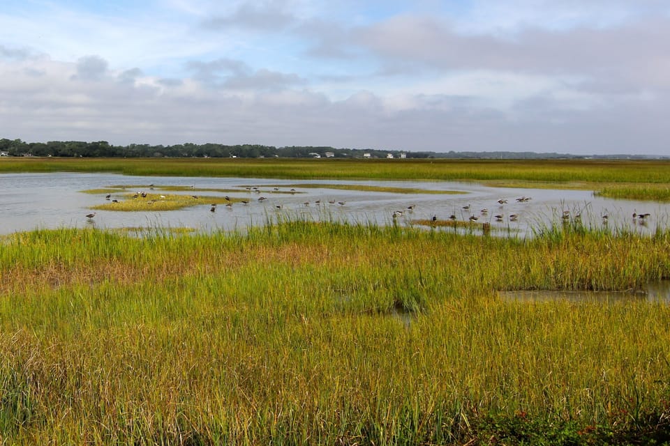 Along Ocean Road Great views of the marsh, benches to sit and rest...
