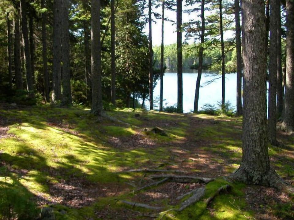 Moss-covered ground between cabin and dock.