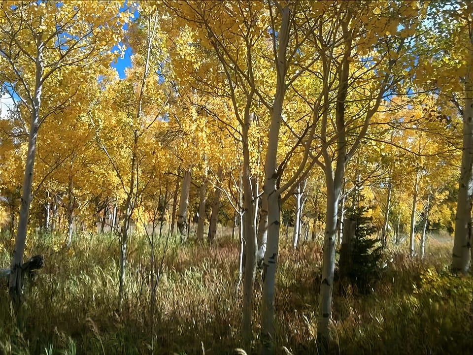 Mini-Moose Cabin - Neighborhood Fall foliage (Aspen Trees)