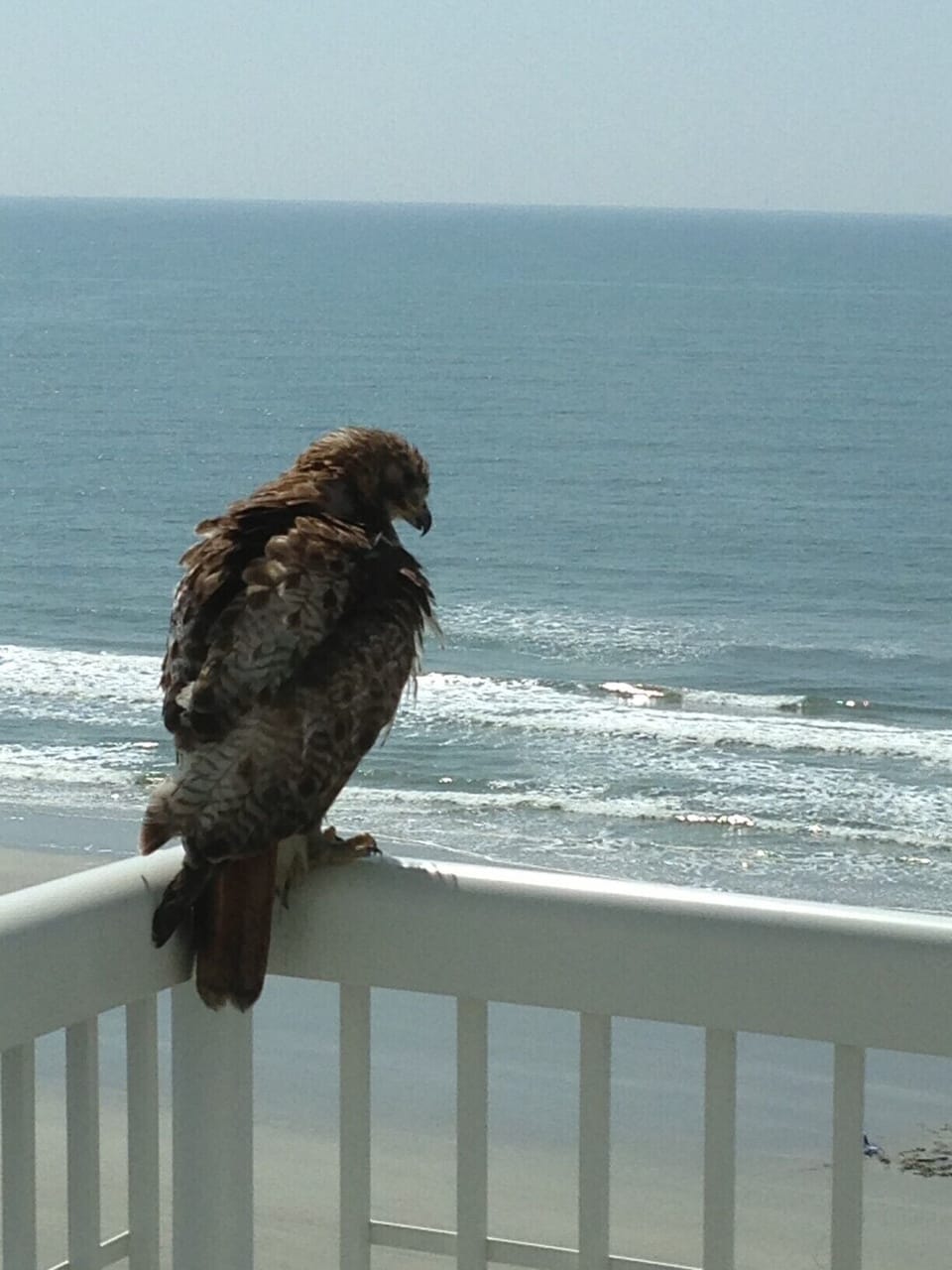 This hawk landed on the balcony railing.  He too enjoyed the view of the beach!