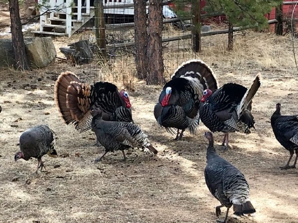 our resident turkeys