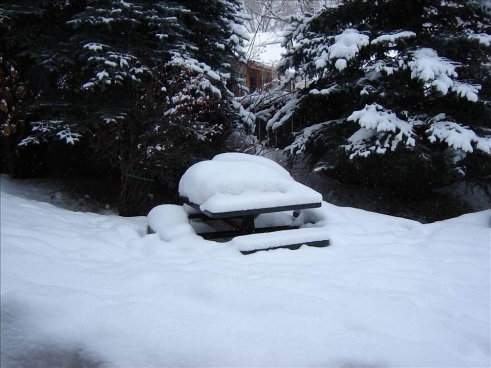 Back yard