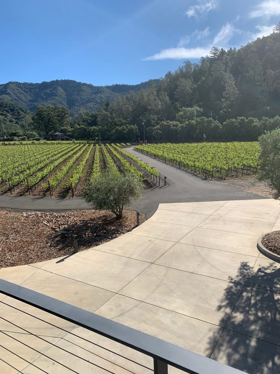View of vineyard to the east