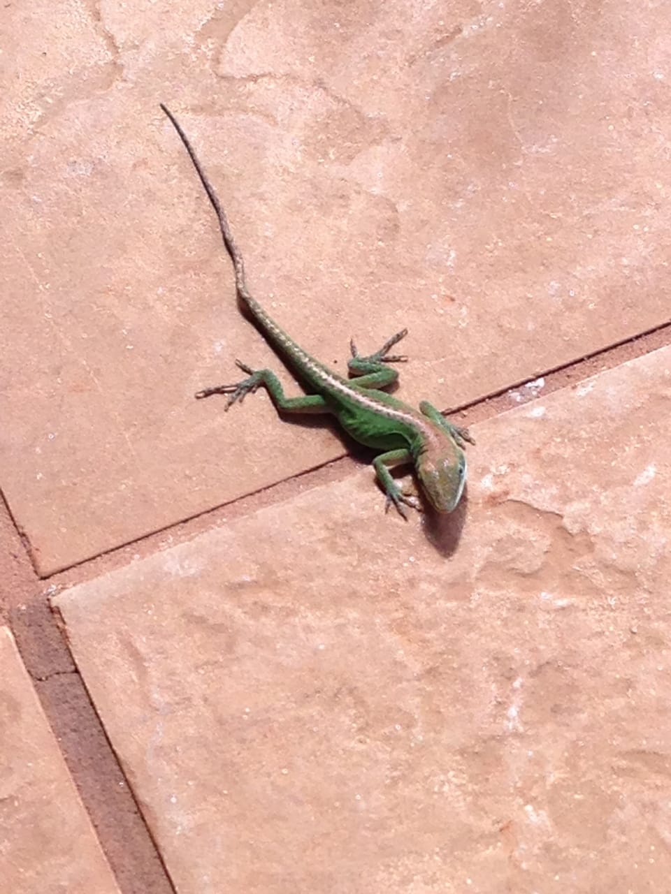 Friendly little geckos, make clicking sound eat bugs. 