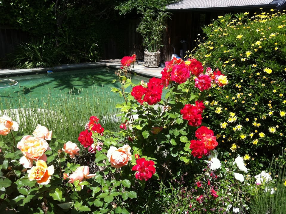 Spring/summer flowers in bloom