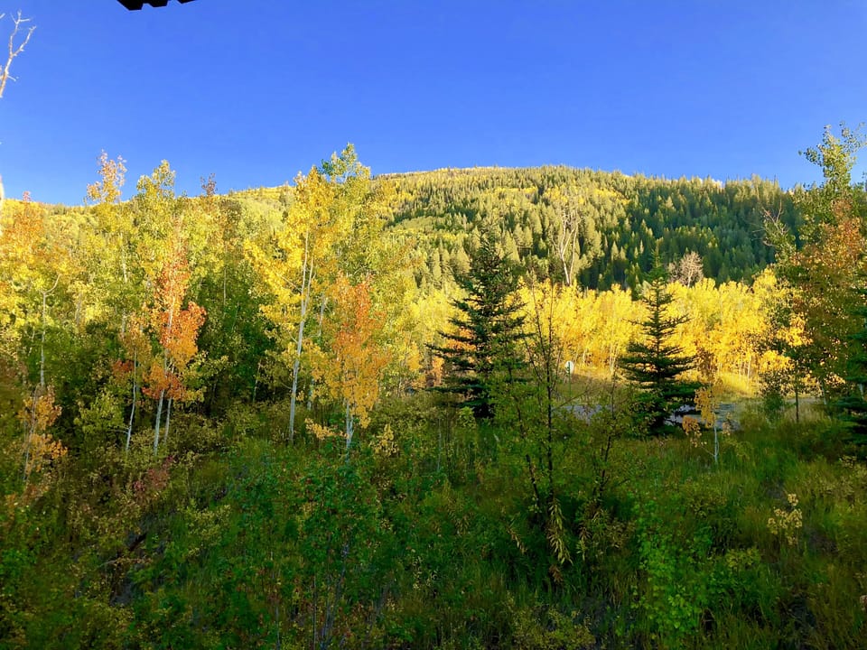 Fall colors never disappoint!