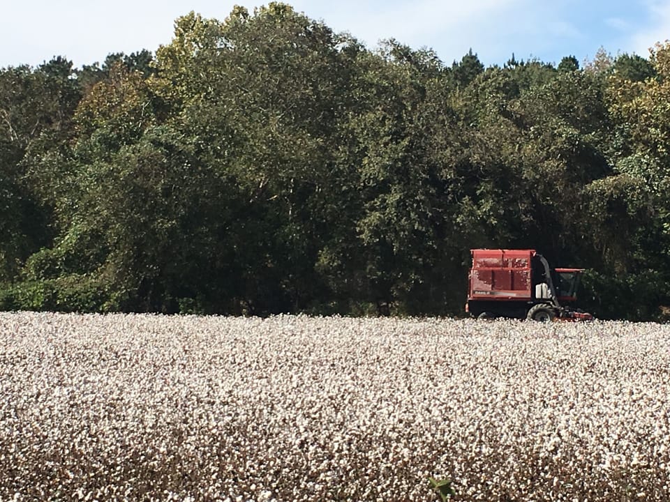 cotton field in full bloom