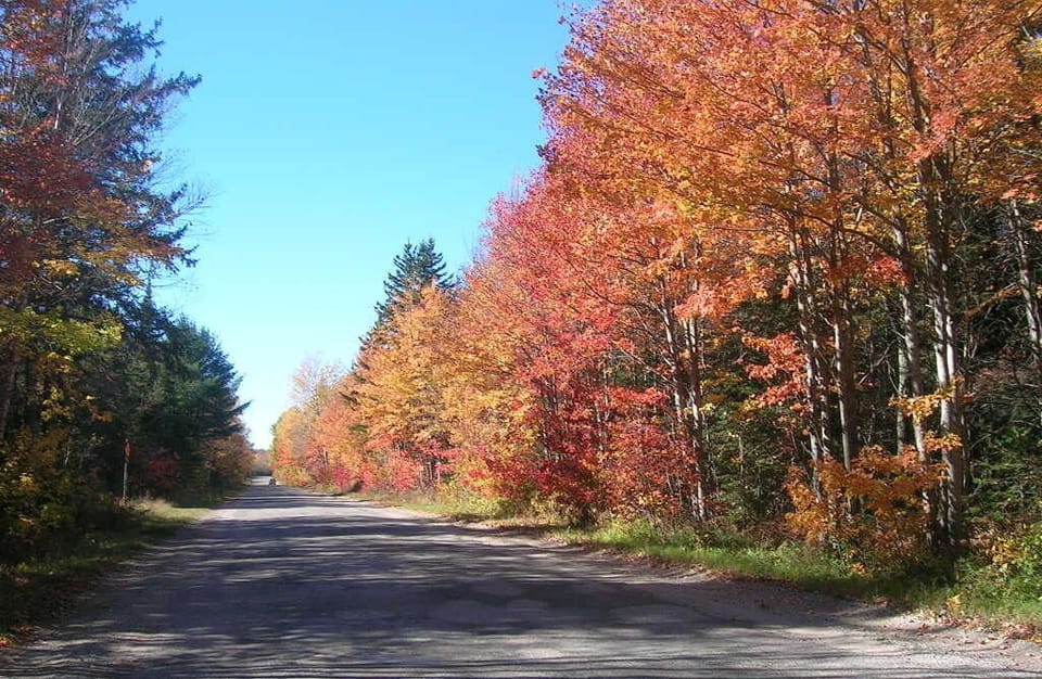 Fall leaves around Grand Marais