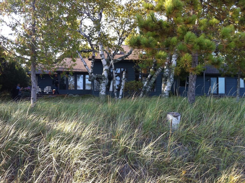 Tall grass