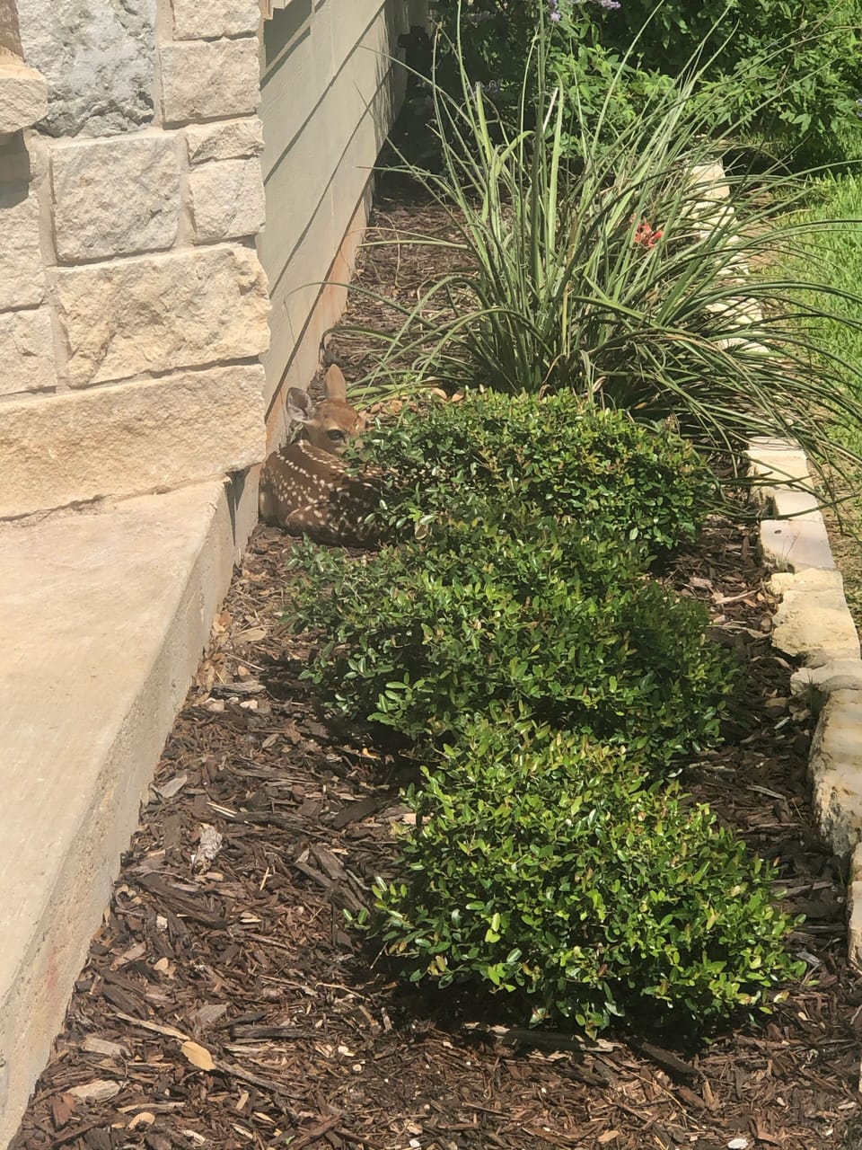 A little visitor hiding in the flowerbed