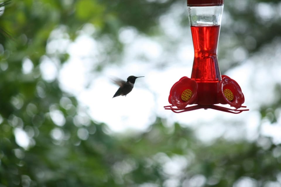 Hummingbird at the feeder beside the deck