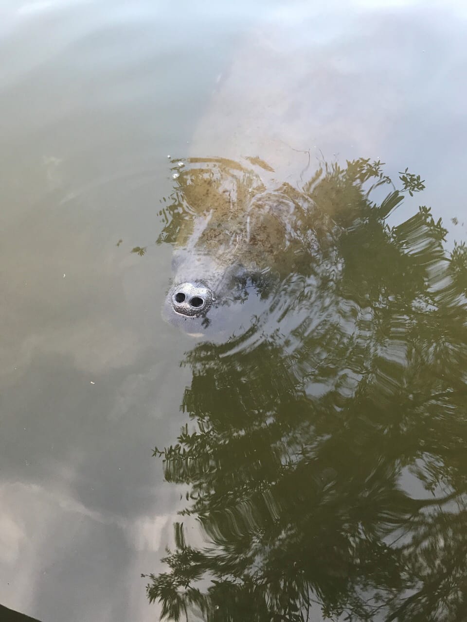 manatee lounging in the canal next to the dock
