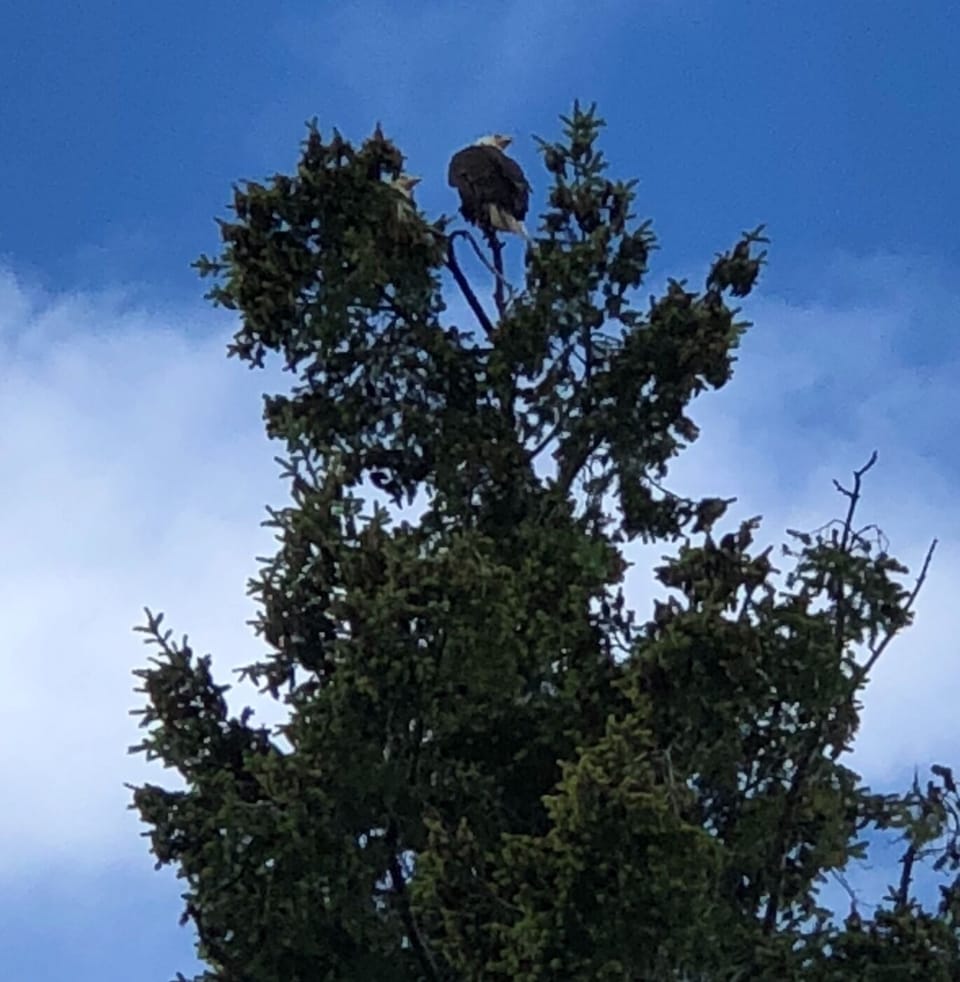 Two bald eagles on the treee next to our condo.