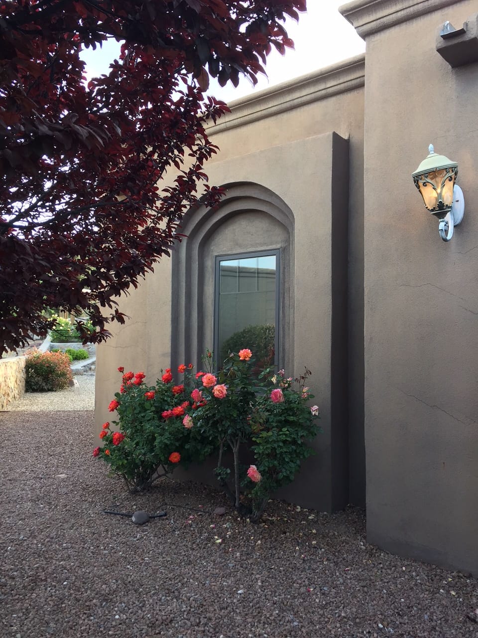 Roses in the front outside of the queen bedroom.