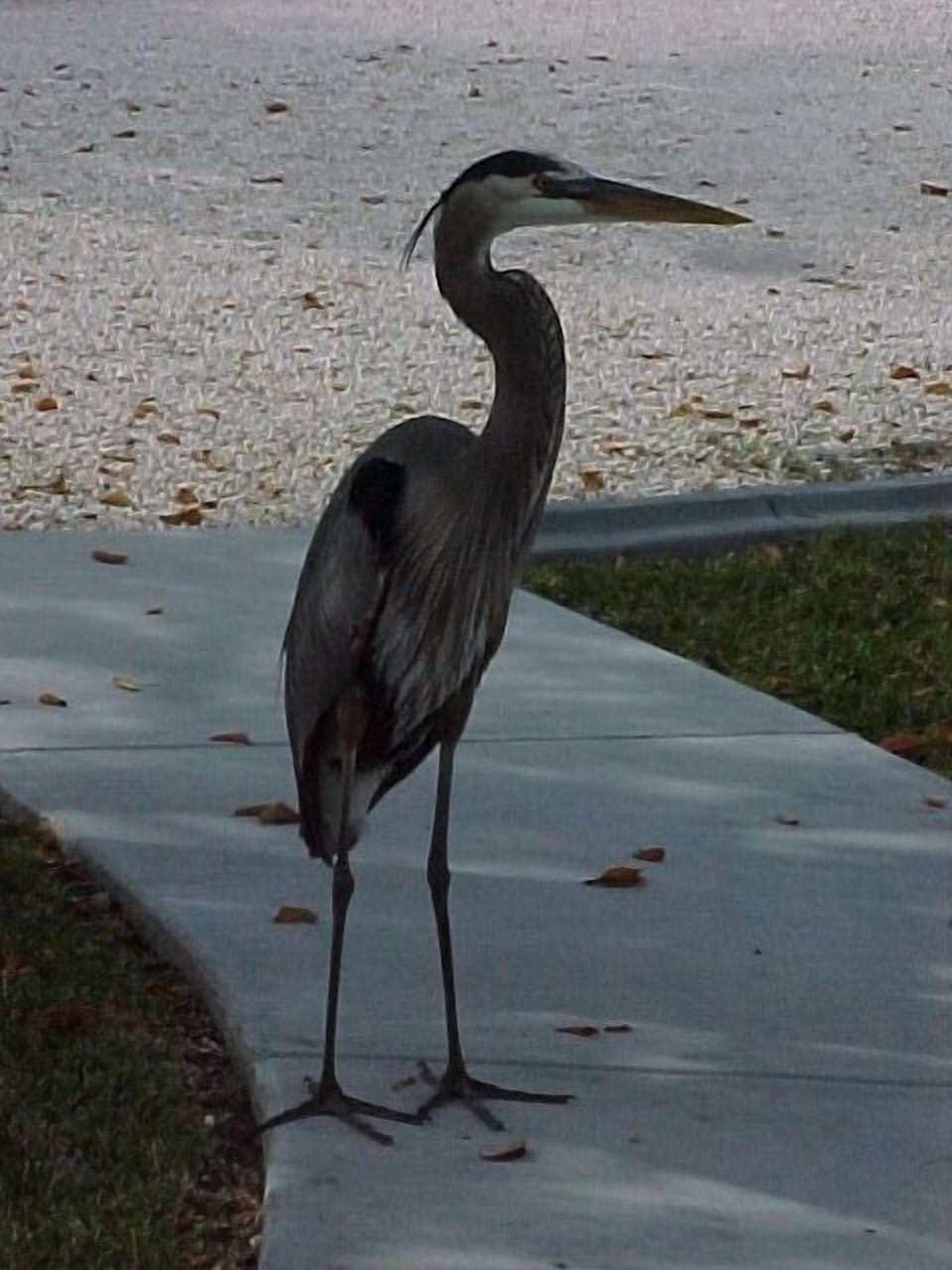 a frequent visitor to our villas
