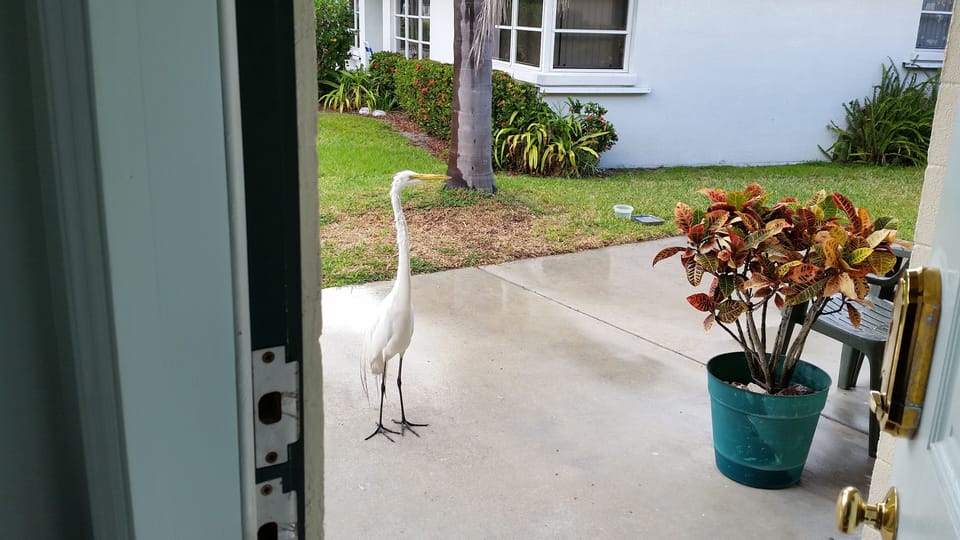 Charlie- one of our frequent guests who will eat out of your hand
