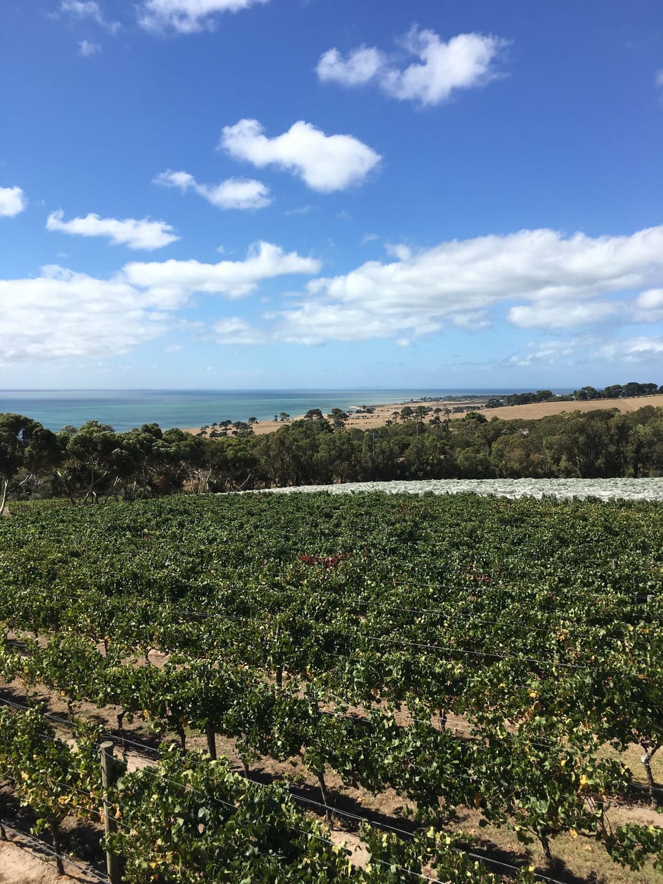 Grape vines looking over Corio Bay