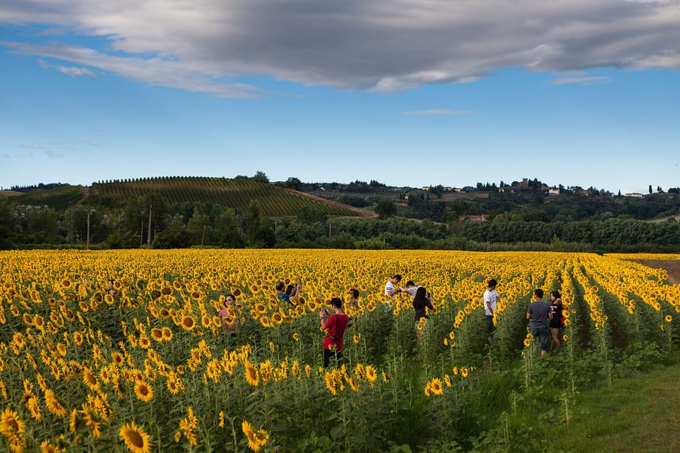 sunflowers in June