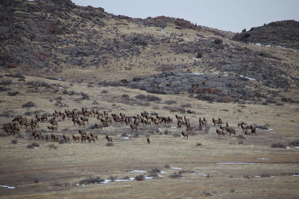 You might be lucky enough to see the elk herds passing through the property!