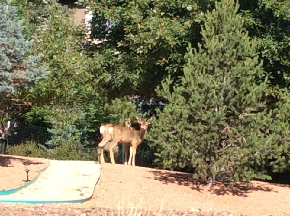 Visitors in our back yard
