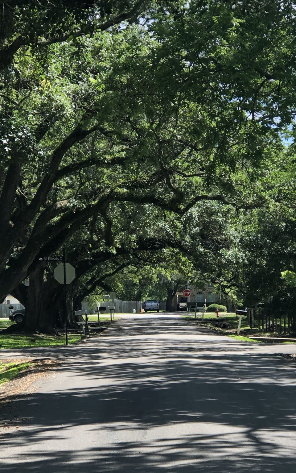Take a walk through our beautiful oaks.