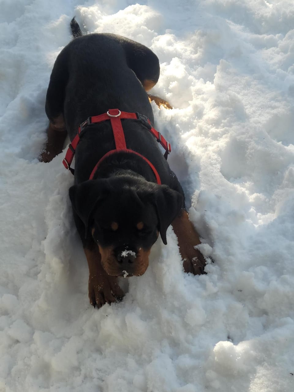 Christmas in the snow