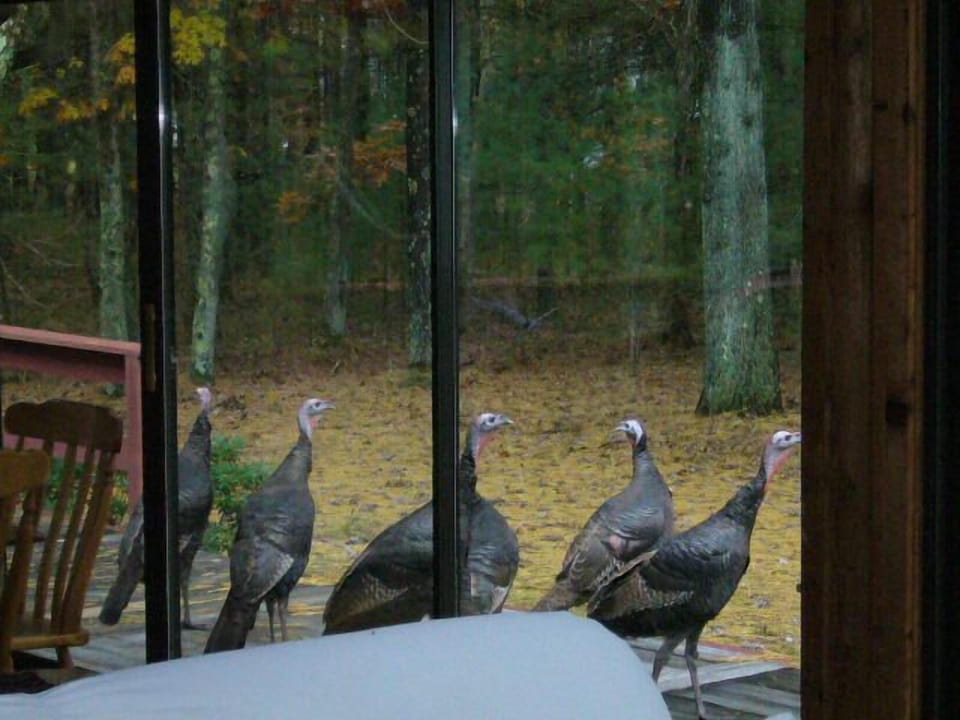 some wildlife in the 8 secluded acres of pine tree forest