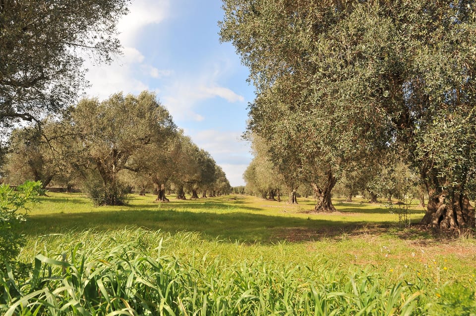 some of the 300 mature olive trees
