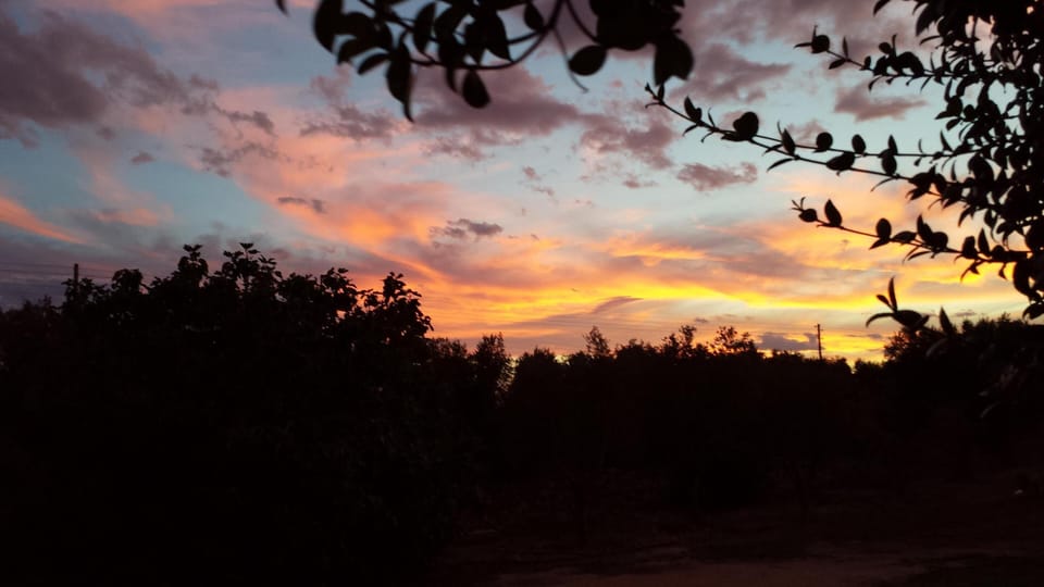 sunset over the olive grove