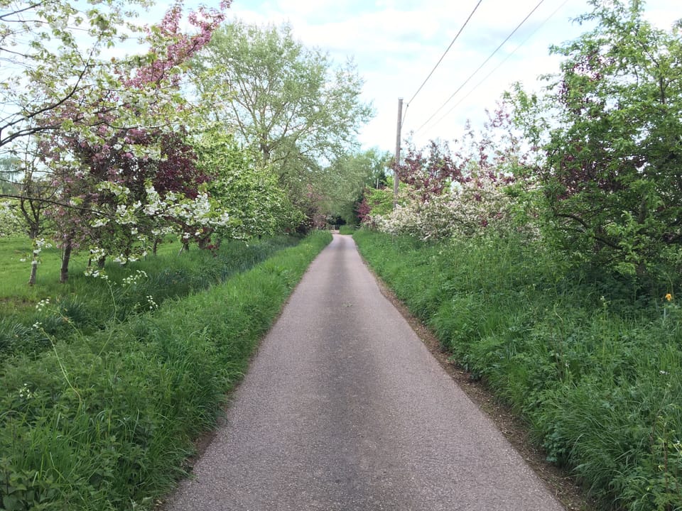 Den Lane in the spring