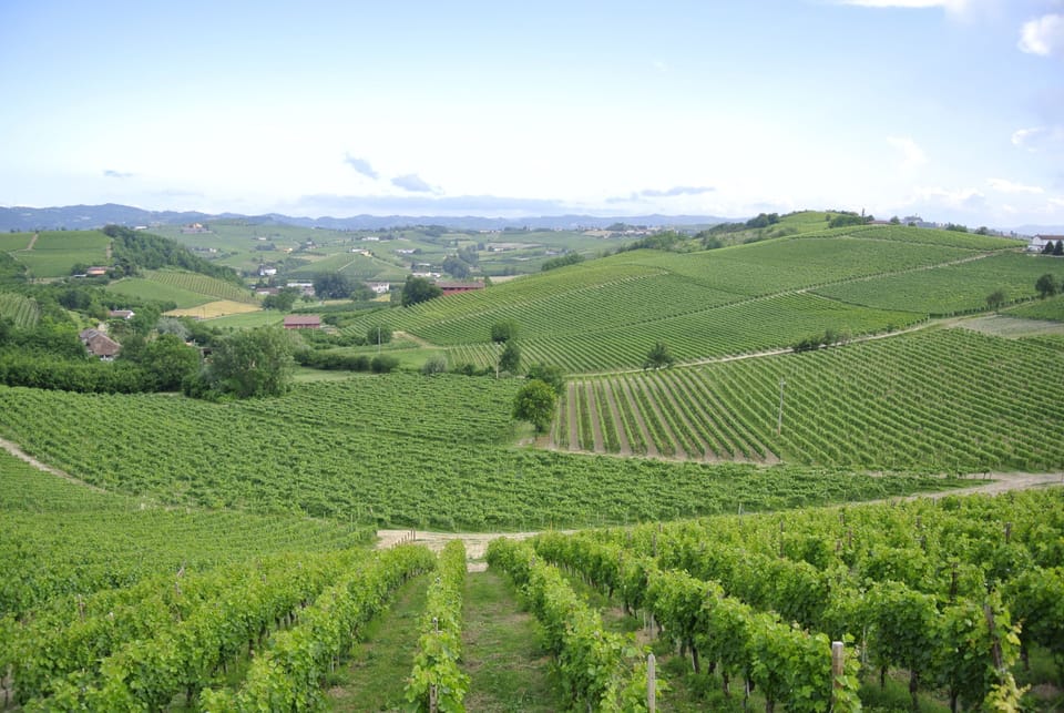 The vine-covered rolling Monferrato hills