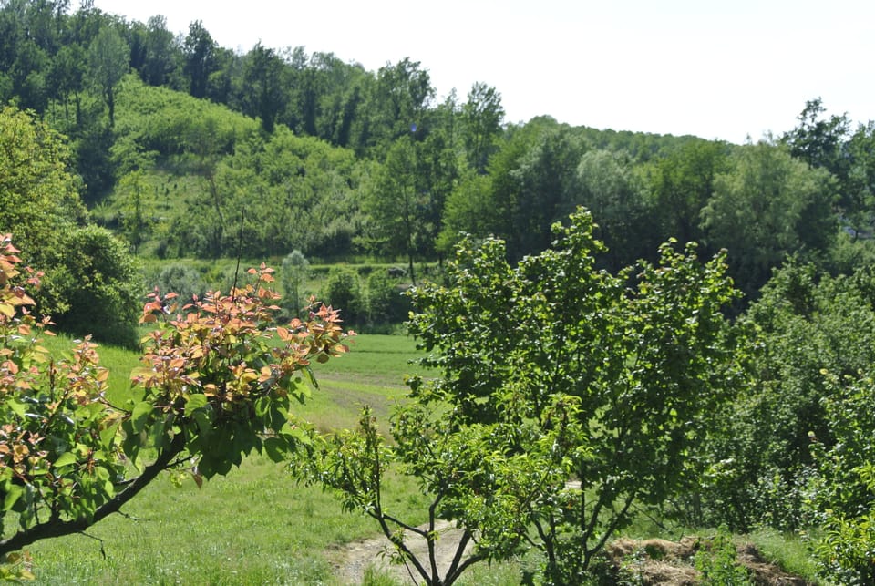 View from the garden