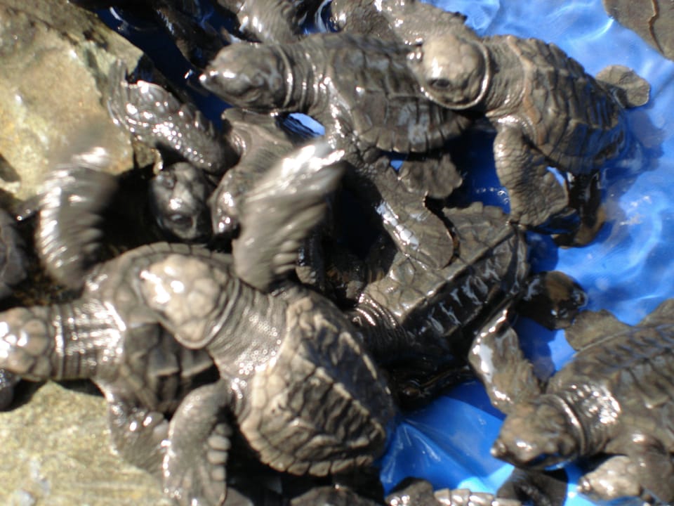 The Resort is a Turtle Reserve. Maintianing an onsite nursery & hosting releases