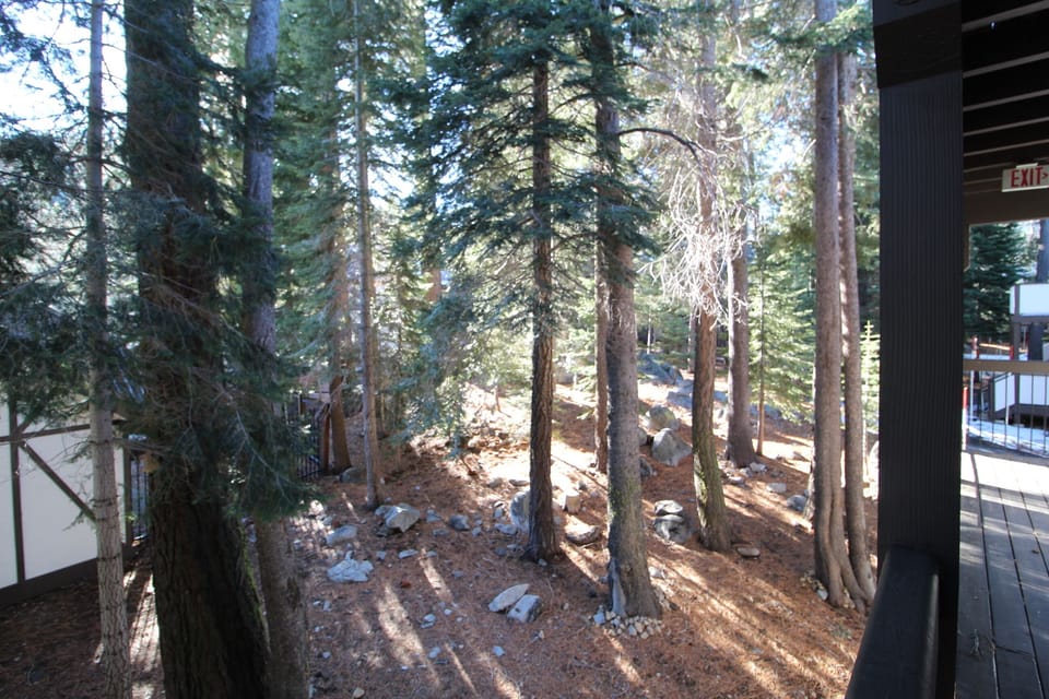 View of the forested quad from the balcony