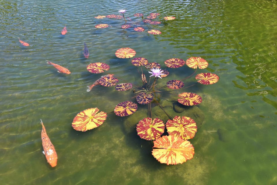Watch the Koi swim amongst the water lilies in several koi ponds