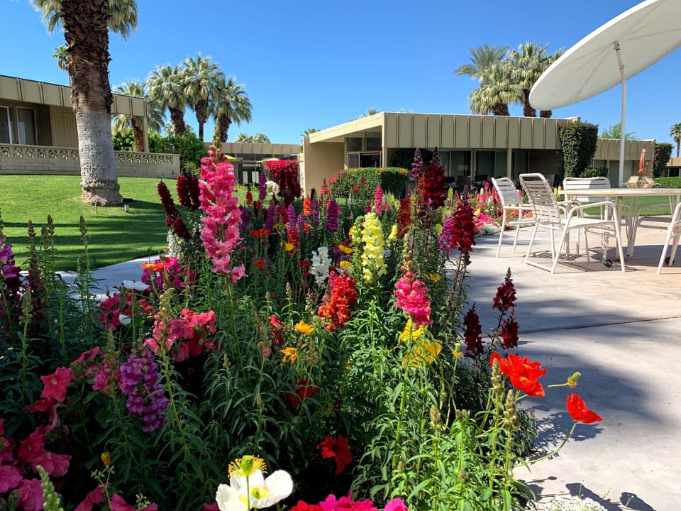 Flowers by the poolside