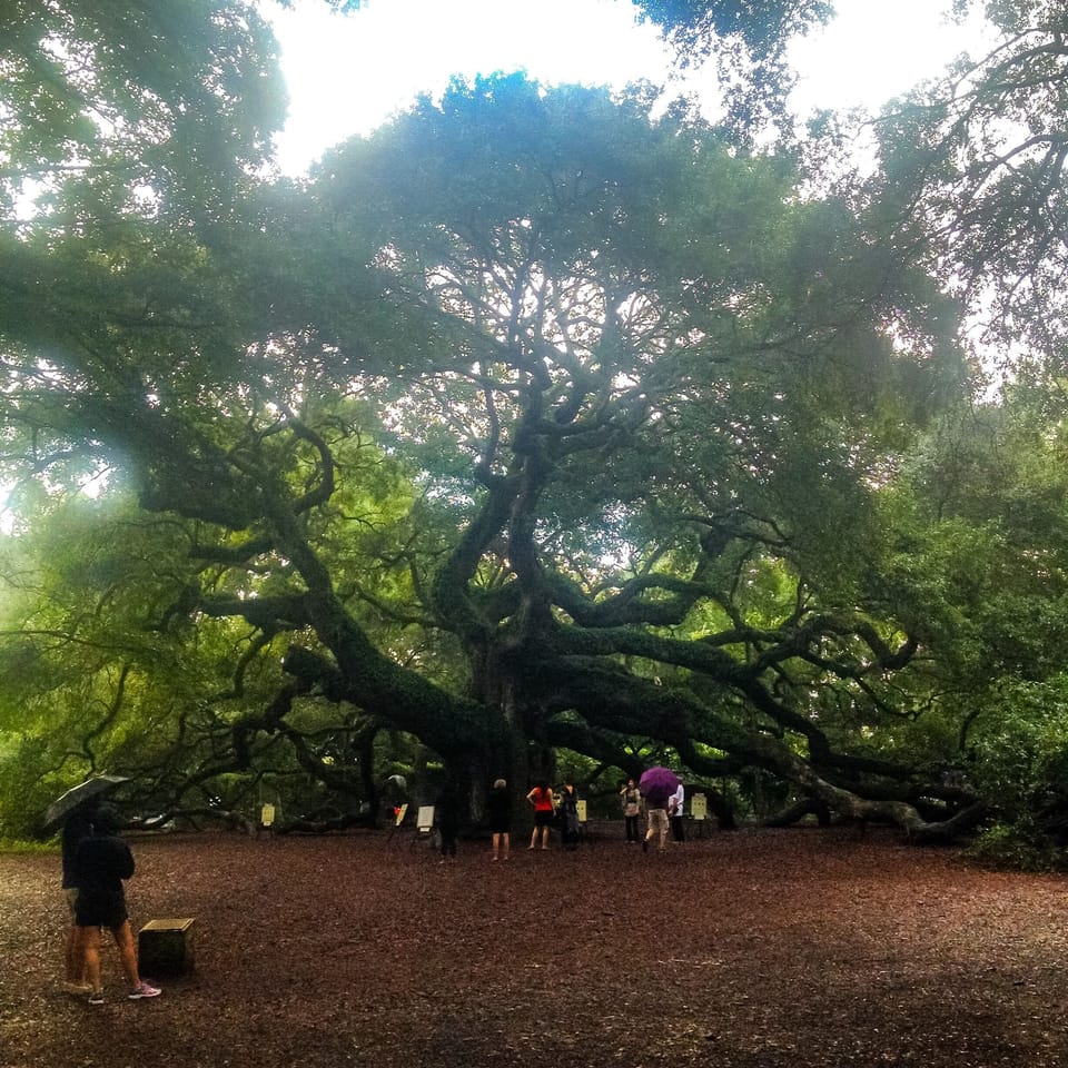 Historic Angel Oak is a must see! Right off of Main Road.