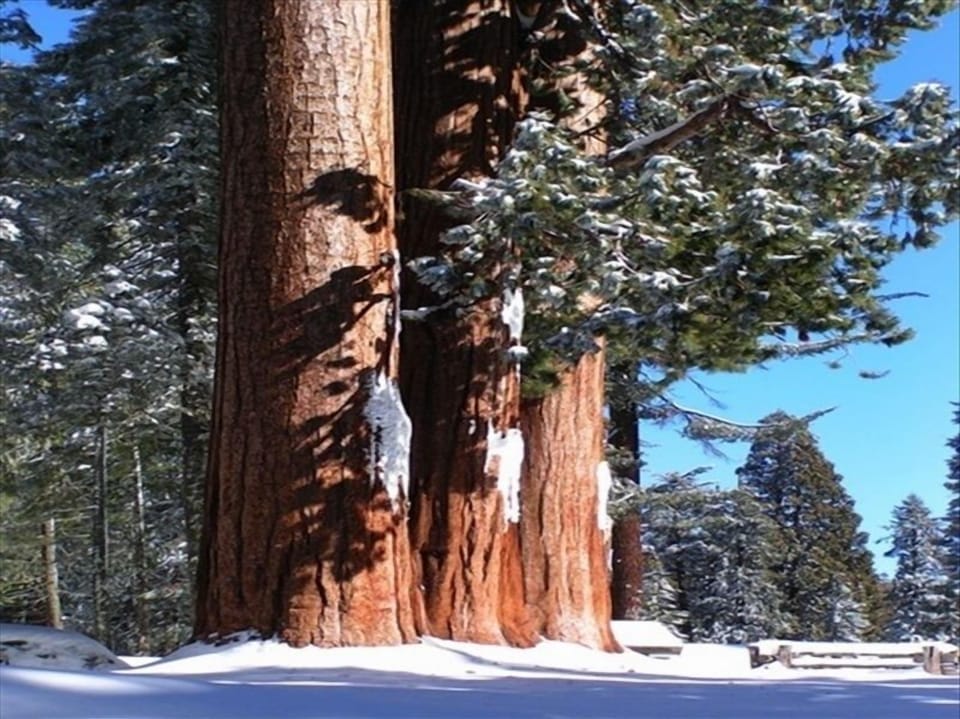 Visit Sequoia National Park