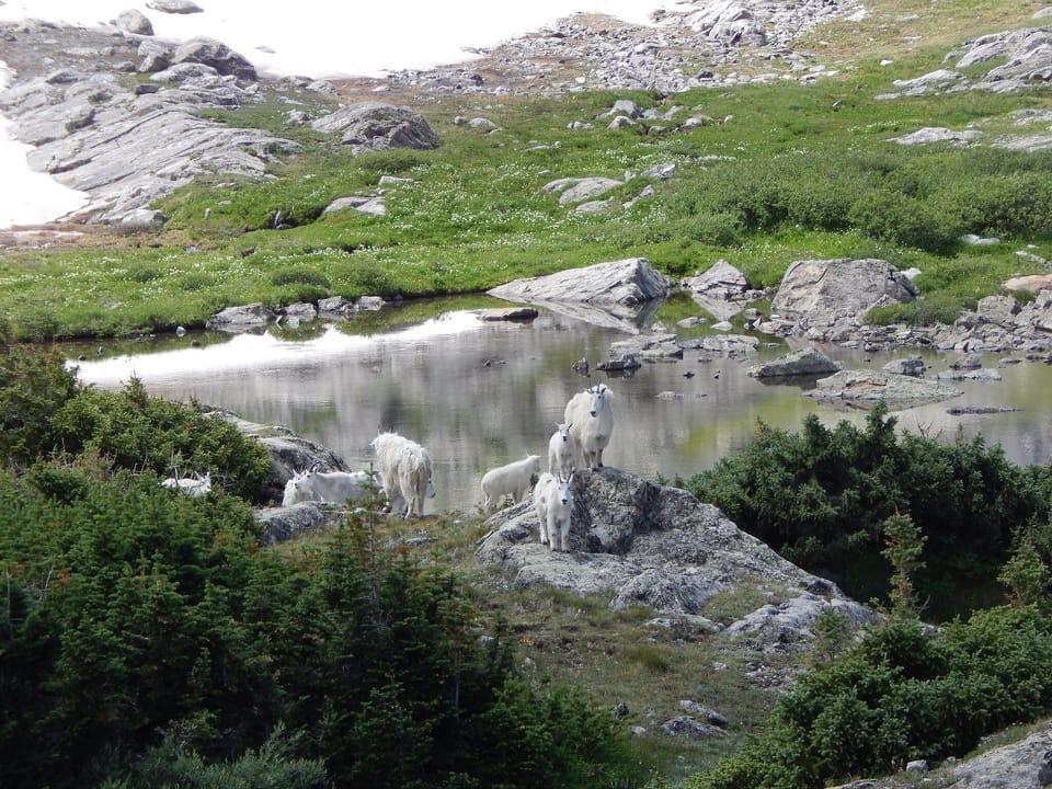 Mountain goats in nearby Mohawk Trail