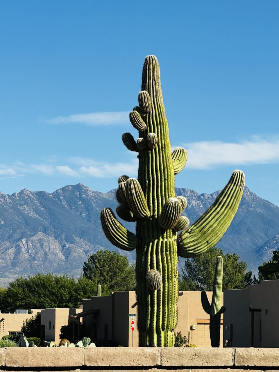 Backyard Sequoia with the Santa Rita's in the background.