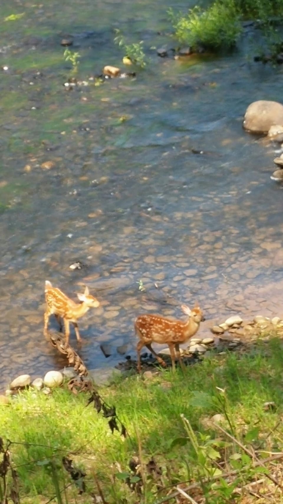 They like to swim too!