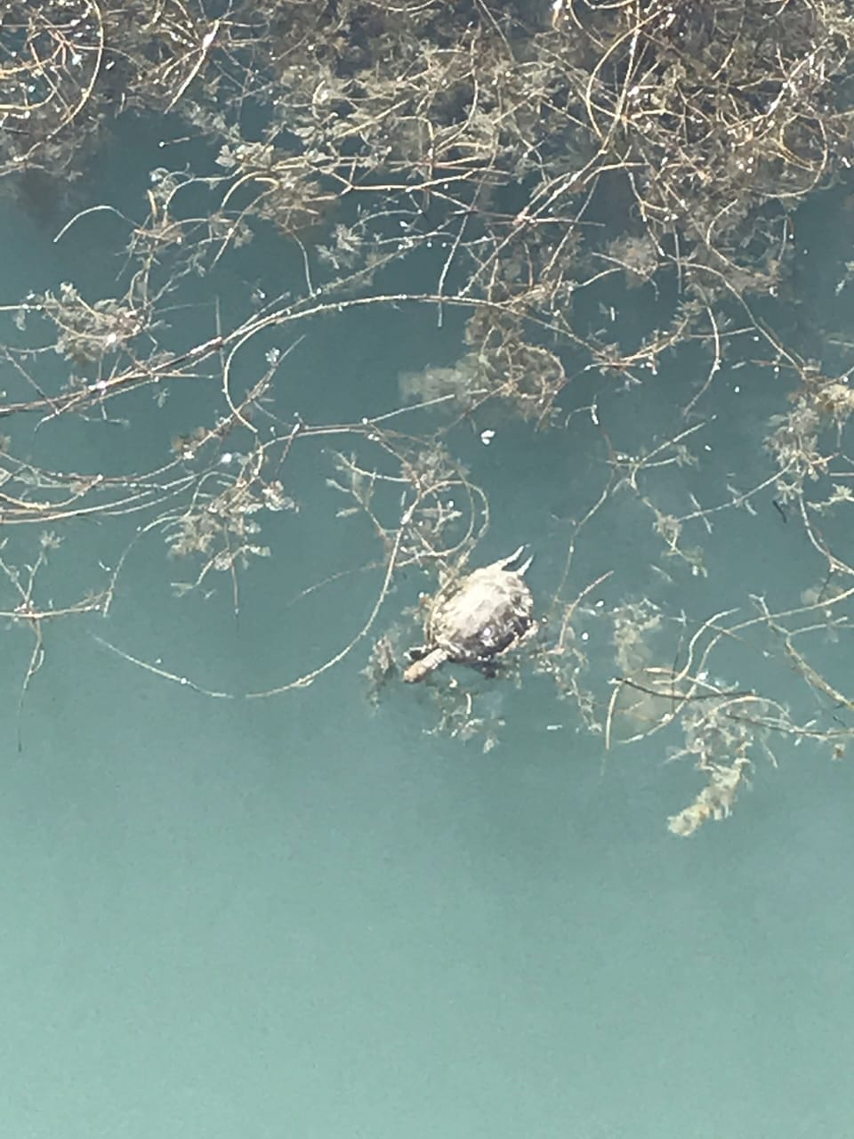 Cute turtles swimming in the river which flows through the foothills of Velez