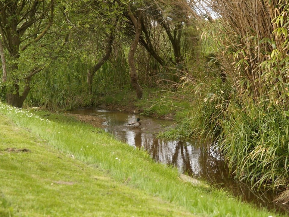 La maison de Goas Lagorn - le ruisseau